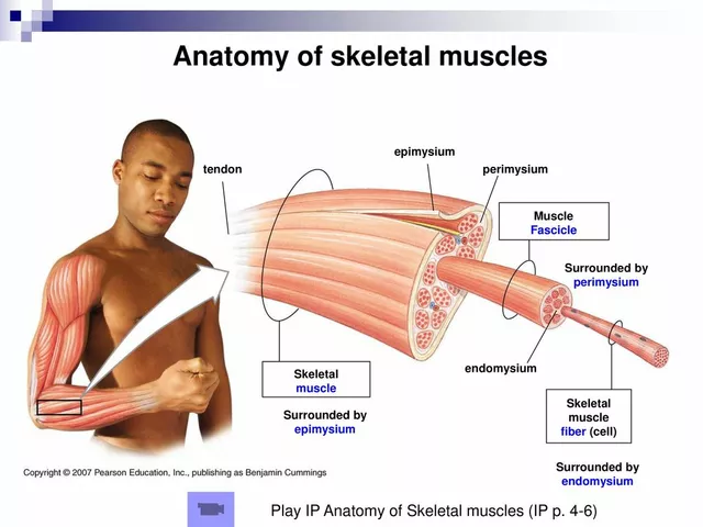 The Connection Between Skeletal Muscle Conditions and Bone Health